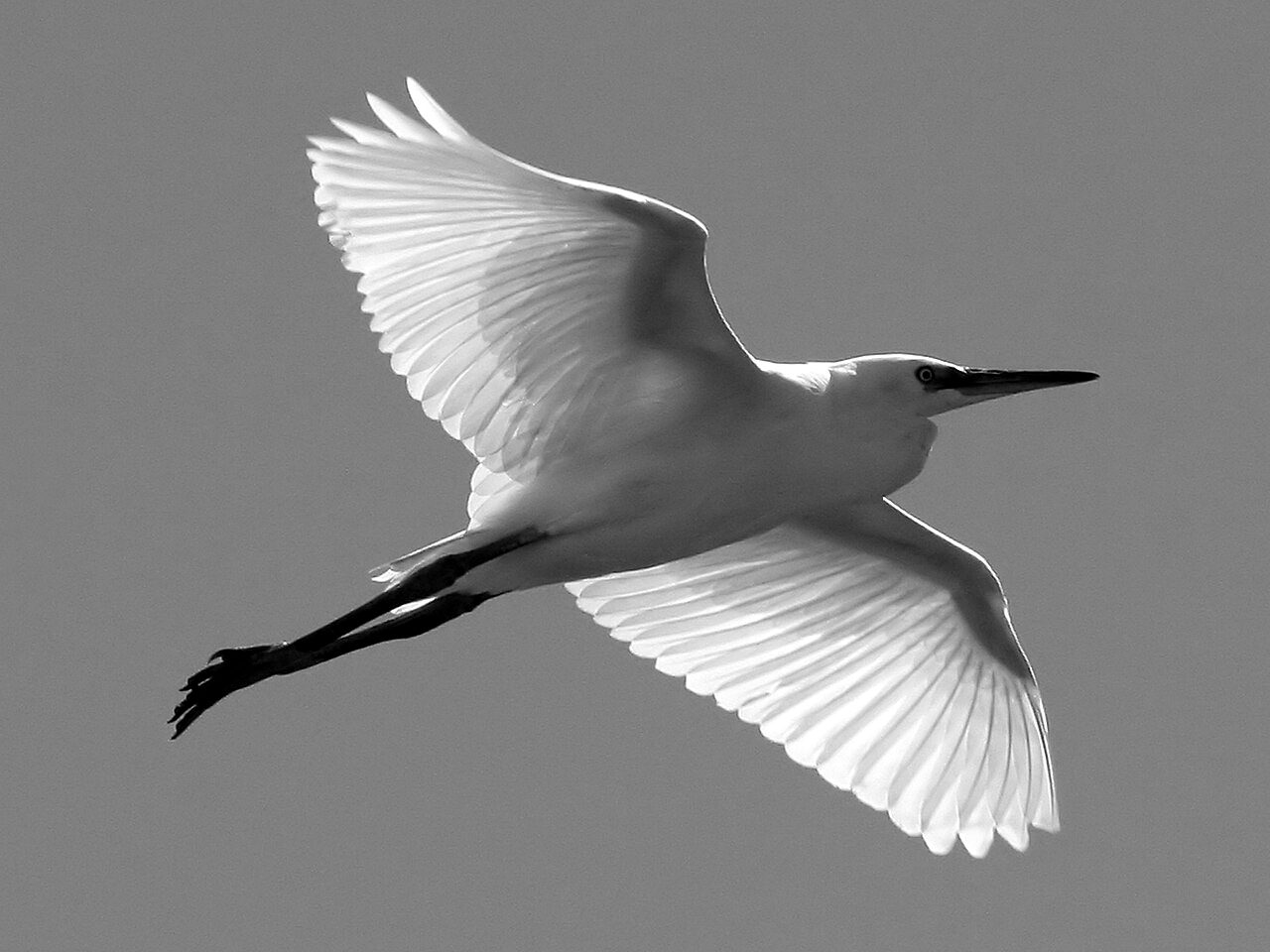 A little egret (photographed in Co. Cork)