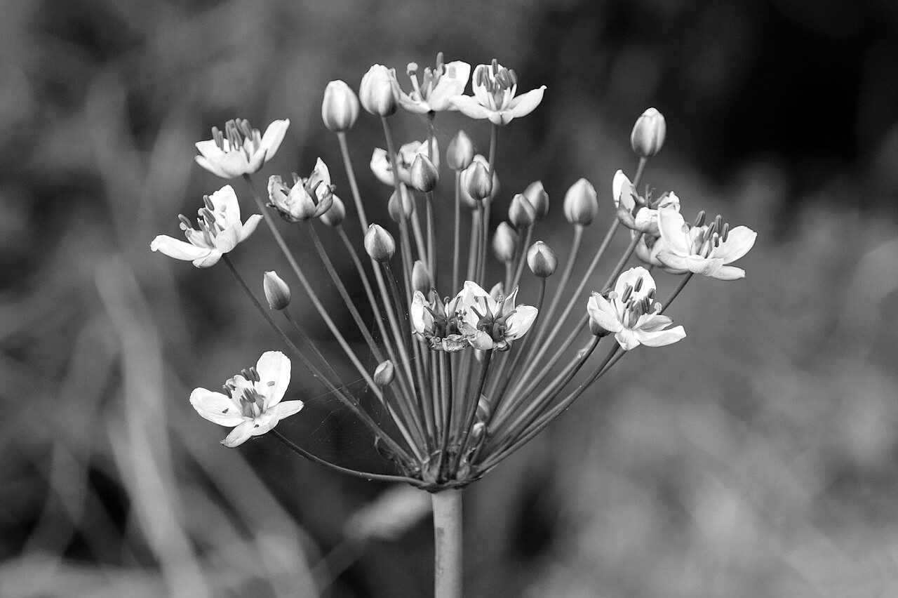 Flowering rush