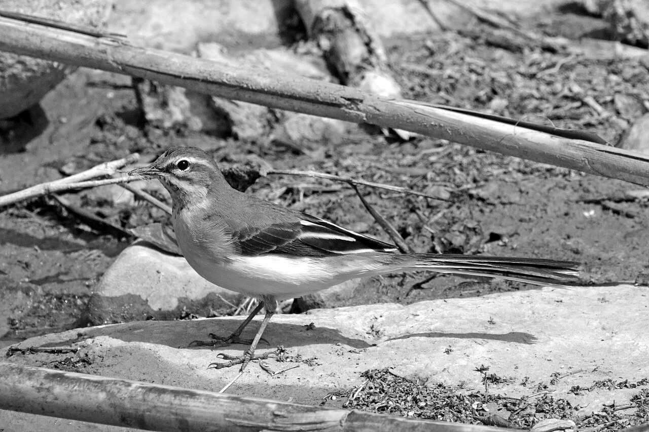A grey wagtail