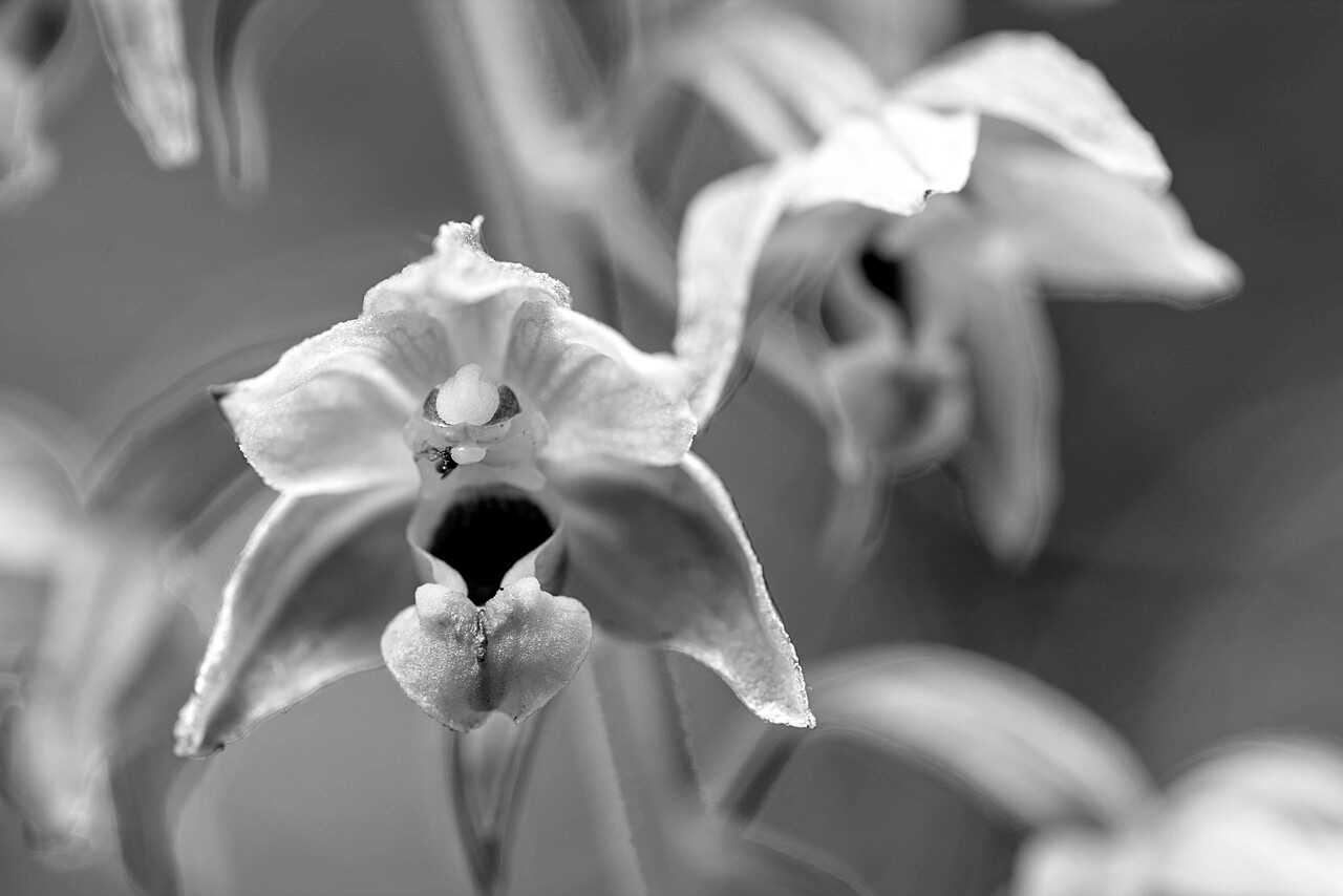Broad-leaved helleborine