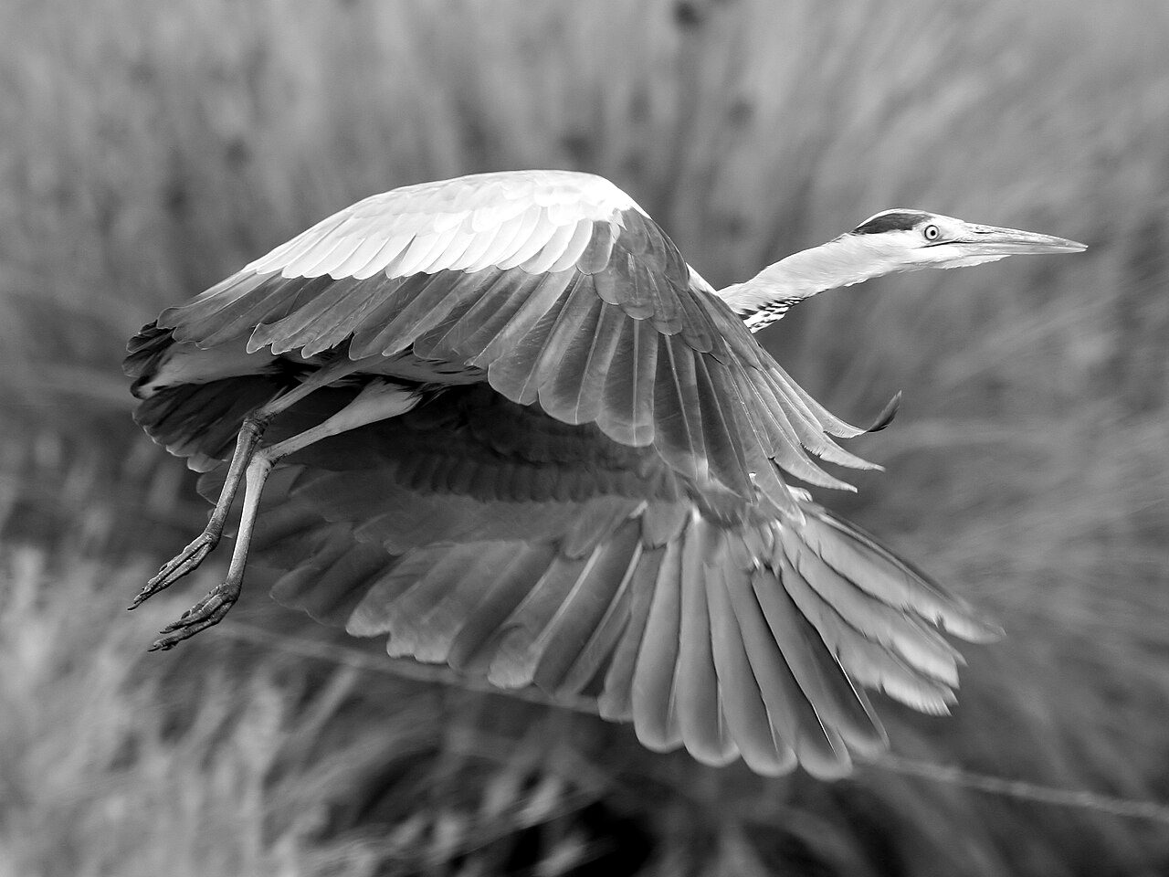 A grey heron (photographed in Co. Cork)