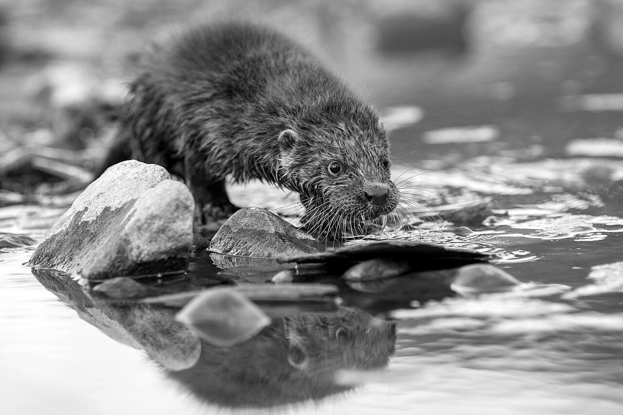 An otter (photographed in Ukraine)