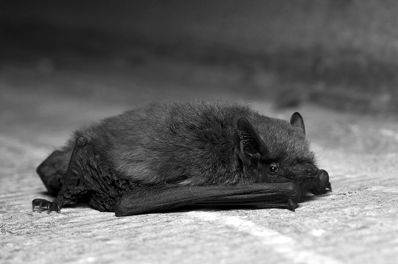 A common pipistrelle (photographed in Belgium)