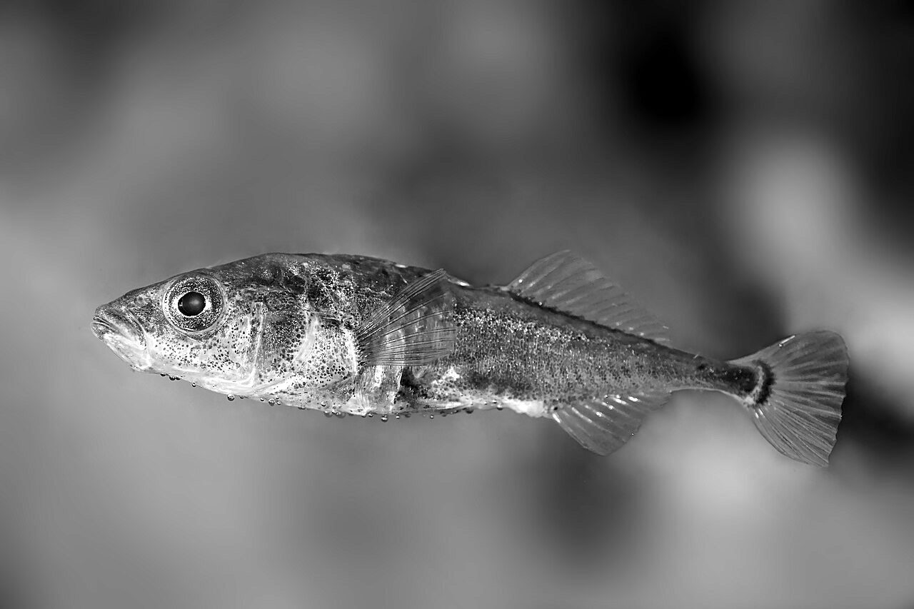 A male three-spined stickleback