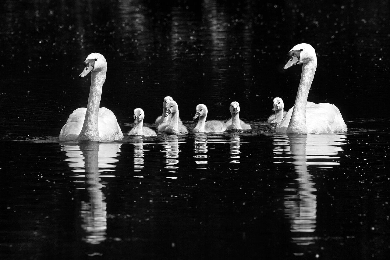Mute swans and cygnets (photographed in Oxford)
